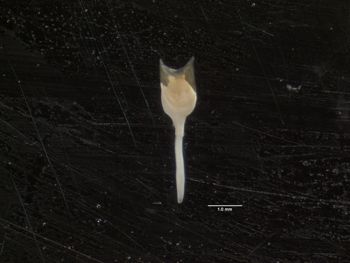 Media type: image;   Malacology 120474